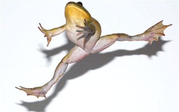 frog_2153983b