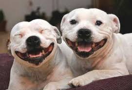 smiling dogs.