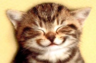 smiling smug cat