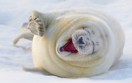 seal lol