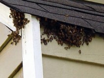 bees_roof_acworth