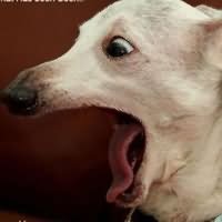 screaming dog