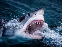 sharks-5